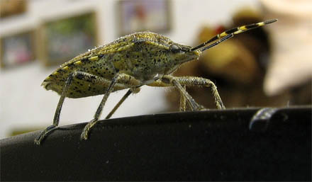 Käfer von der Seite